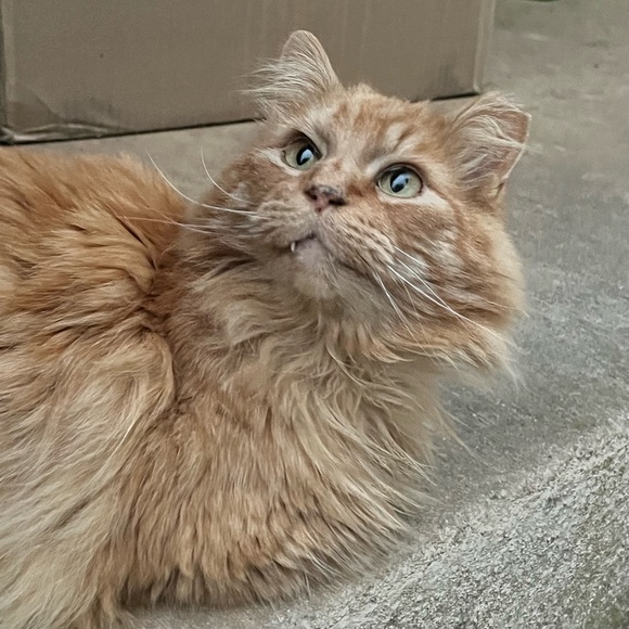 Meet your Posher, Kim - Picture 7 of 8